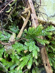 Selaginella arbuscula