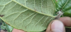 Rhus standleyi