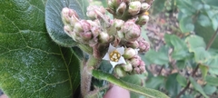Rhus standleyi
