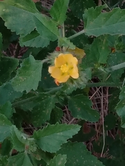 Malvastrum americanum