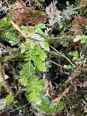 Selaginella arbuscula