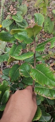 Rhus standleyi