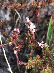 Eriogonum wrightii membranaceum
