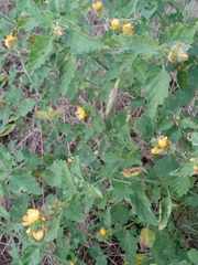 Malvastrum americanum