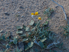 Chylismia