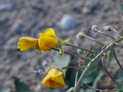 Chylismia