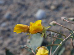 Chylismia