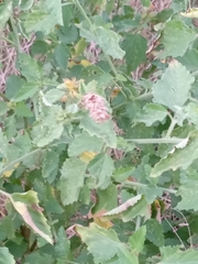 Malvastrum americanum