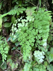 Adiantum raddianum