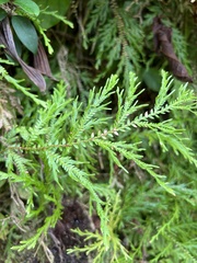 Selaginellaceae