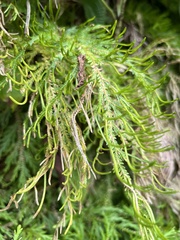 Selaginellaceae
