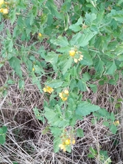 Malvastrum americanum