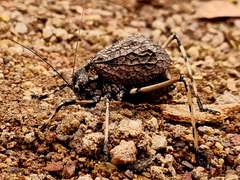 Acripeza reticulata