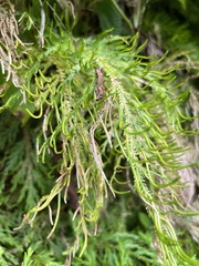 Selaginellaceae