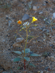 Chylismia