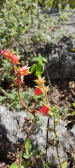 Echeveria nodulosa