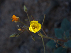 Chylismia