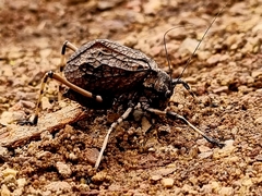 Acripeza reticulata