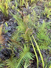 Pityrogramma austroamericana