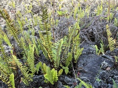 Polypodium pellucidum