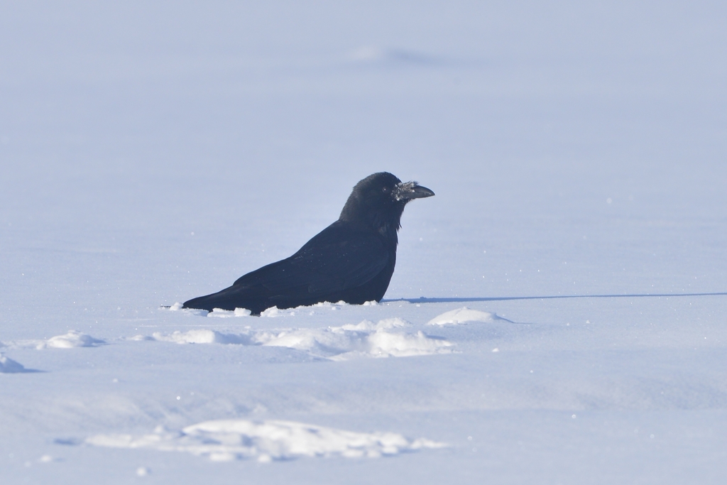 January Crow Eastern Carrion Crow from Камчатский край, Россия, 683012 on January 05 ...