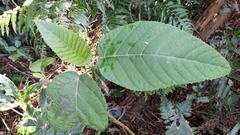 Dendrocnide meyeniana