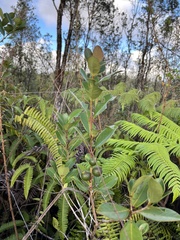 Psidium cattleyanum