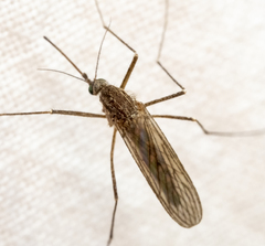 Culiseta inornata