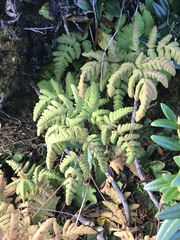 Gymnocarpium dryopteris