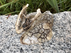 Tiliqua