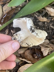 Russula