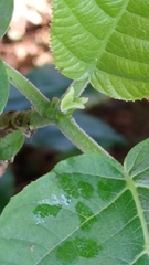 Dendrocnide meyeniana
