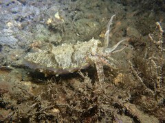 Sepia plangon
