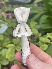 Amanita phalloides