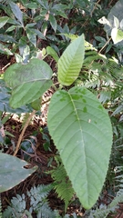 Dendrocnide meyeniana