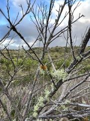 Teloschistes flavicans