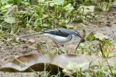 Motacilla clara