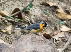 Symposiachrus trivirgatus