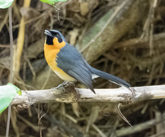 Symposiachrus trivirgatus