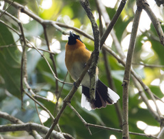 Symposiachrus trivirgatus