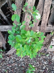 Pithecellobium unguis-cati