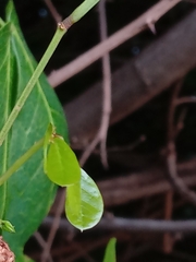 Pithecellobium unguis-cati