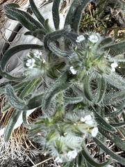 Johnstonella angustifolia