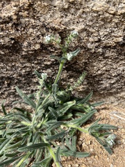 Johnstonella angustifolia