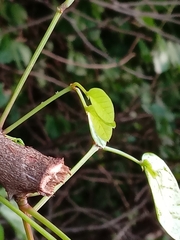 Pithecellobium unguis-cati