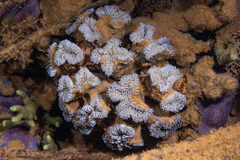 Euphyllia cristata