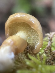 Suillus umbonatus