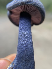 Entoloma subcarneum