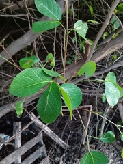 Pithecellobium unguis-cati