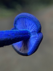 Entoloma subcarneum